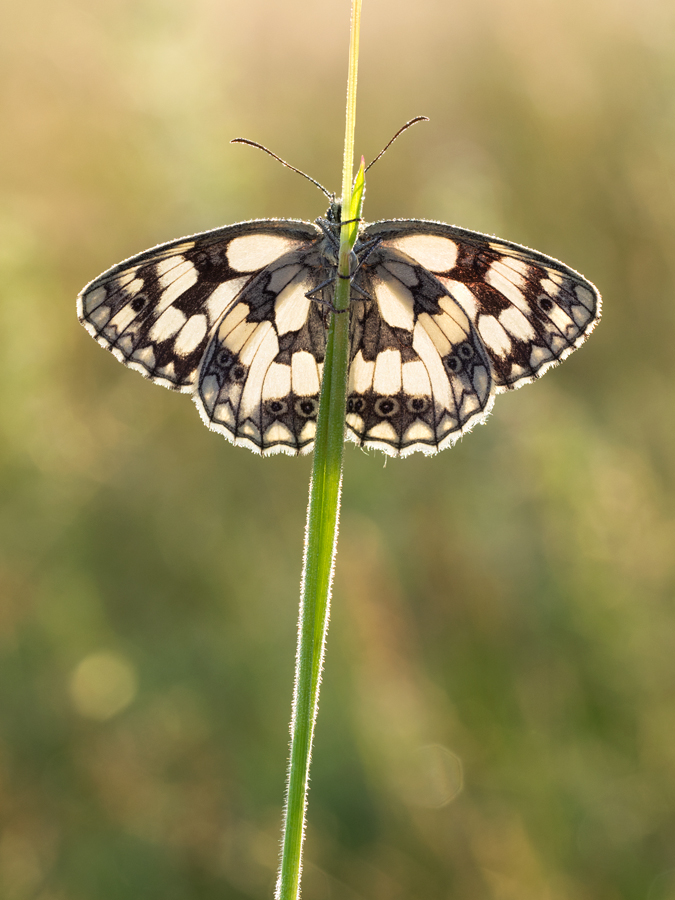 Marbled White 6